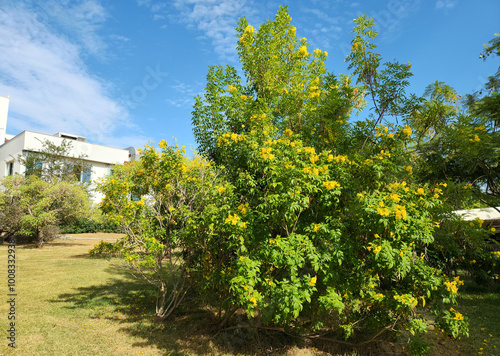 A blooming yellow trumpetbush, yellow bells, yellow elder (Tecoma stans) in a city park in Mediterrenean basin in autumn 