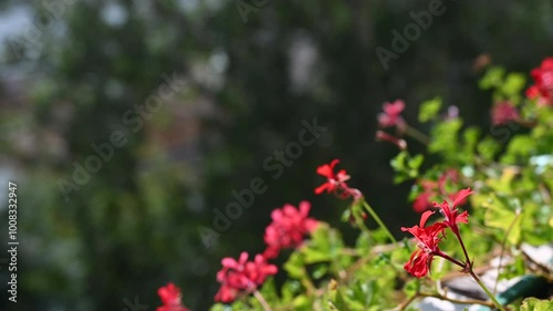 Wallpaper Mural Close-up of Red Geranium Flowers in Sunlight Torontodigital.ca