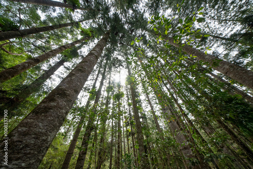 Kauri pine trees, central station, K'gari Fraser Island, Australia, wide angle looking up, tall forest forestry plantation, staghorn ferns on trunks