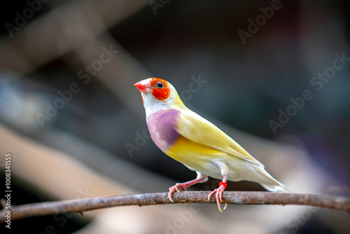 Beautiful multi colored Gouldian finch bird in ecological garden from Vietnam photo