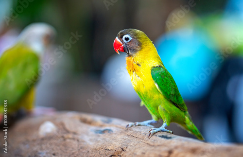 Handsome Young happy male Cute lovebird parrot, pet african parrot, caring for animals. Funny parrots. Home pet parrot. The best birds. Beautiful photo of a bird. Ornithology photo