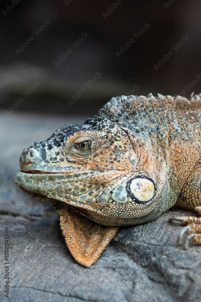 A lizard is currently laying out on a rock with its mouth wide open A lizard is currently laying out on a rock with its mouth wide open