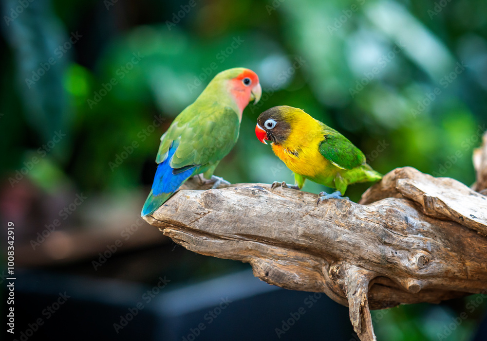 Obraz premium Two lovebird (Agapornis roseicollis) also known as rosy collared or peach faced lovebird. Two colorful parrots male and female are together