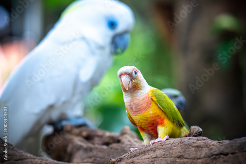 Portrait colorful pretty pineapple conure parrot bird. This is a bird that is domesticated and raised in the home as a friend photo