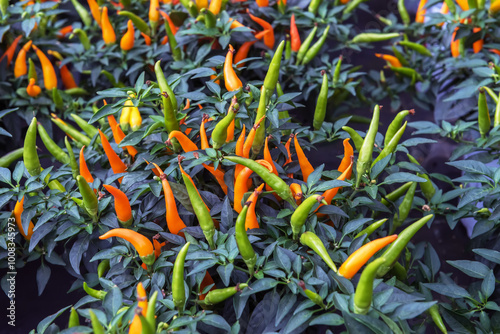 Decorative indoor pepper, Capsicum annuum in a pot. Ornamental varieties photo