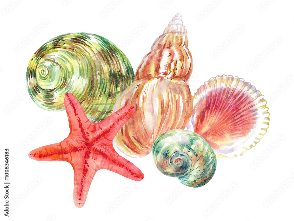 Seashell composition of Rosy Wolf snail, Calico Scallop, Turbo Moon, Common Starfish sea shell hand drawn in watercolor. Marine gastropod mollusks, sea snails of the world's ocean with green, red Seashell composition of Rosy Wolf snail, Calico Scallop, Turbo Moon, Common Starfish sea shell hand drawn in watercolor. Marine gastropod mollusks, sea snails of the world's ocean with green, red