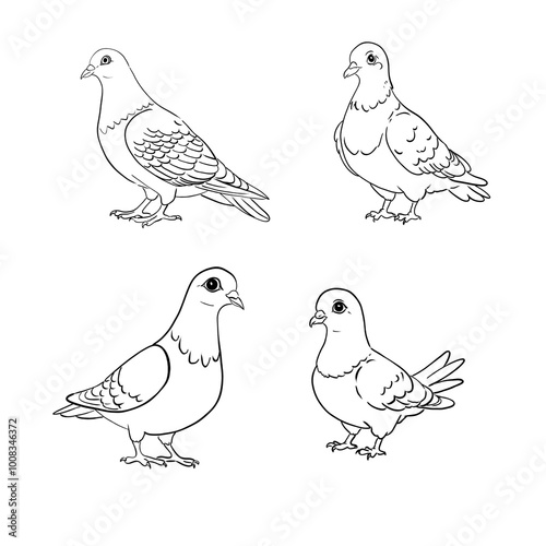 4 pictures of pigeons without color