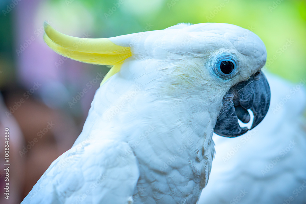 Portrait Yellow crested cockatoo a medium sized cockatoo with white plumage, bluish white bare orbital skin, grey feet, a black bill, and a retractile yellow or orange crest Portrait Yellow crested cockatoo a medium sized cockatoo with white plumage, bluish white bare orbital skin, grey feet, a black bill, and a retractile yellow or orange crest