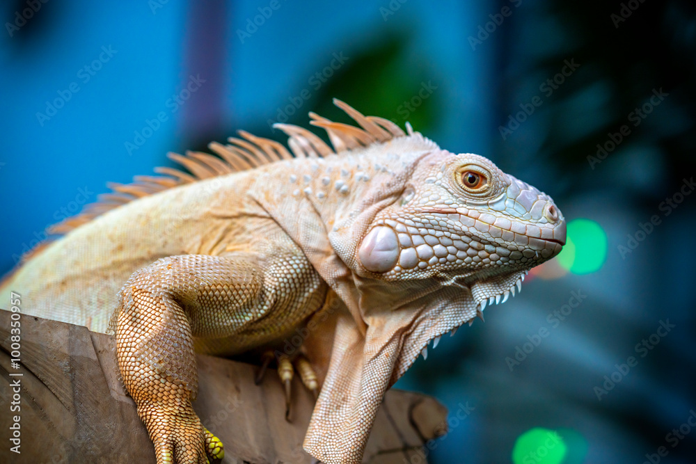 Fototapeta premium Common iguana reptile is resting on a tree in its habitat. The male iguana has a pronounced throat sac and crest. Large lizard
