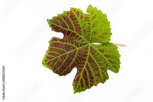 grape leaf on the white background