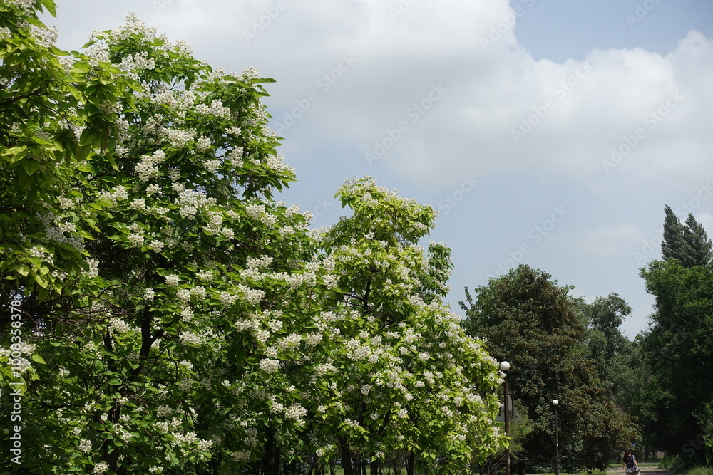 Cloudy sky and blossoming Catalpa bignonioides tree in June Cloudy sky and blossoming Catalpa bignonioides tree in June