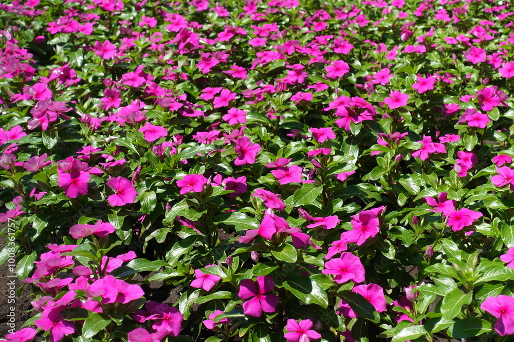 Abundance of vibrant pink flowers of Catharanthus roseus in July