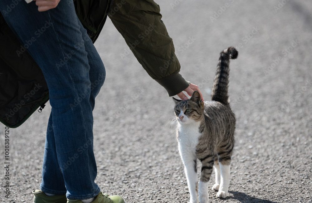 Obraz premium 可愛い猫の頭を撫でる人
