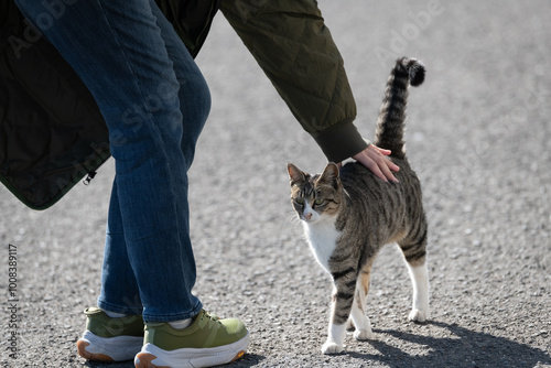 可愛い猫の頭を撫でる人