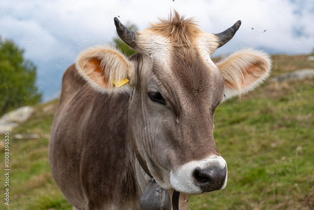 Close-up of a Cow in a grassland Close-up of a Cow in a grassland