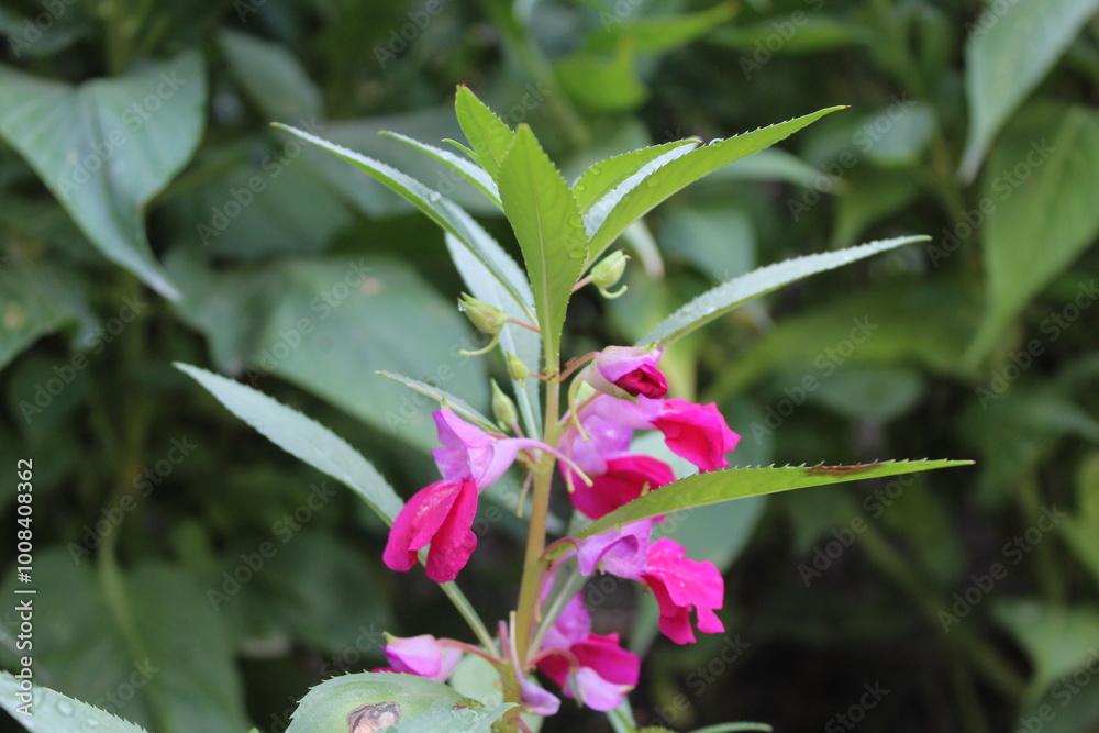 Balsam or Impatiens balsamina plant Balsam or Impatiens balsamina plant