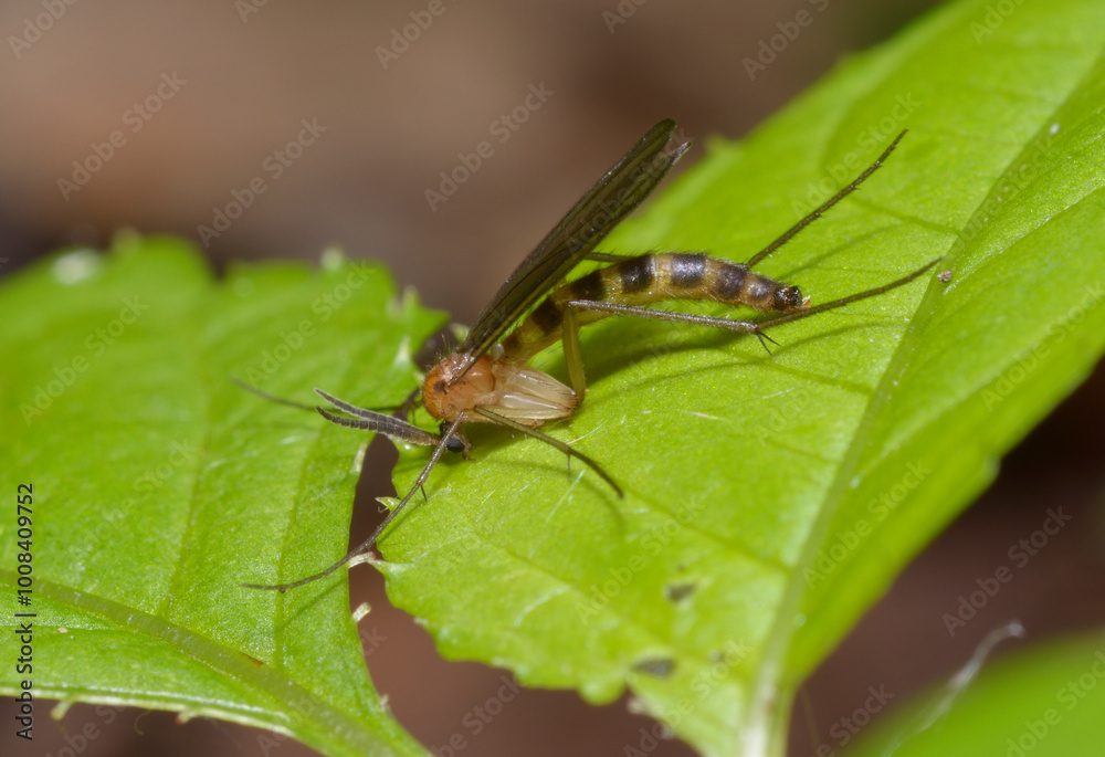 tiny fly fungus gnat Ditomyiidae sitting on a tree leaf tiny fly fungus gnat Ditomyiidae sitting on a tree leaf