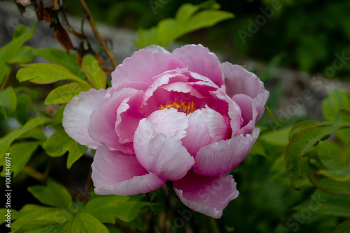 Close up of a pink peony blossom