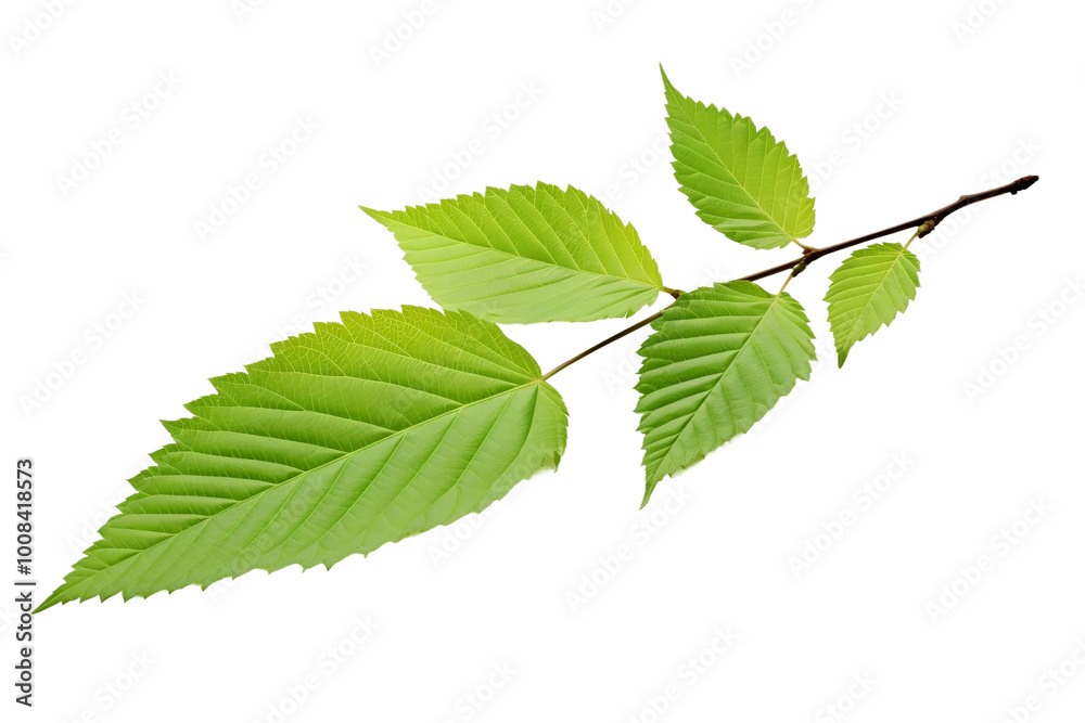 Vibrant Autumn Elm Leaf Isolated on Transparent Background Vibrant Autumn Elm Leaf Isolated on Transparent Background
