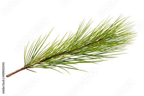 Nature's Beauty: Pine Needle Isolated on Transparent Background photo