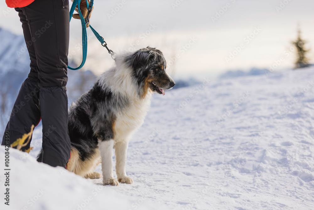 Naklejka premium Woman enjoys a day outdoor hike on snowy mountain with her dog in winter