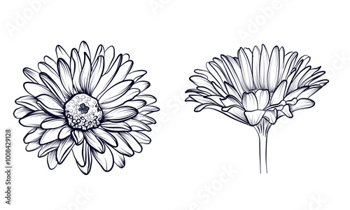 set of black and white hand-drawn gerber flowers vector