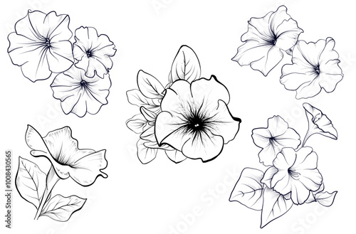 set of black and white hand-drawn pitunia flowers vector illustration