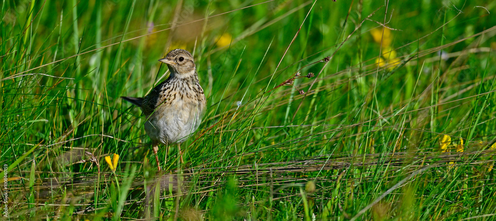 Feldlerche // Eurasian skylark (Alauda arvensis) Feldlerche // Eurasian skylark (Alauda arvensis)