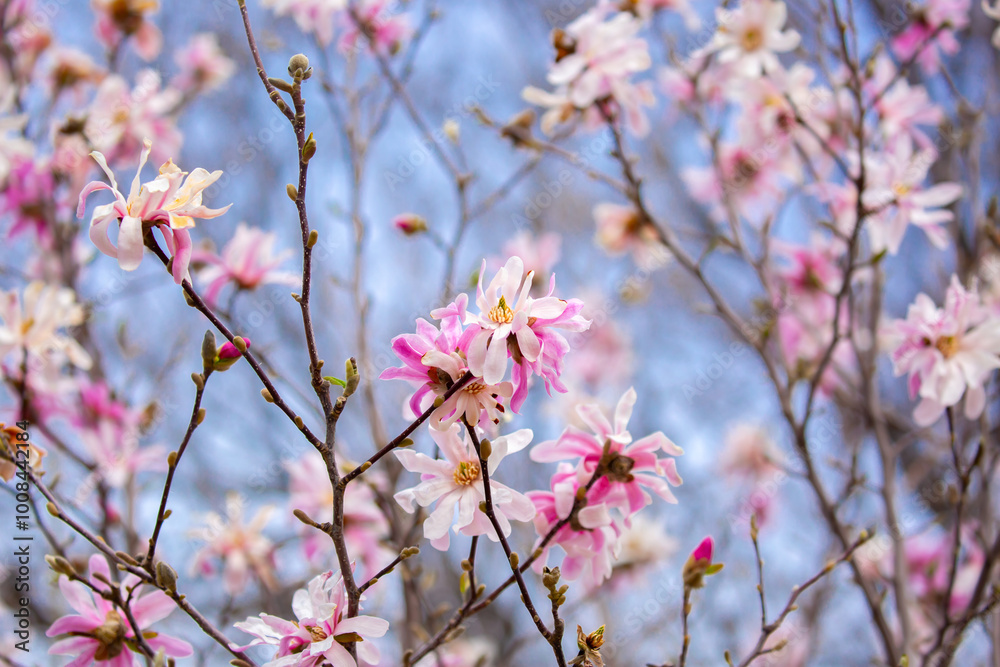 Blooming magnolia in spring. Beautiful buds of pink flowers close-up with blurred space for text. Blooming magnolia in spring. Beautiful buds of pink flowers close-up with blurred space for text.