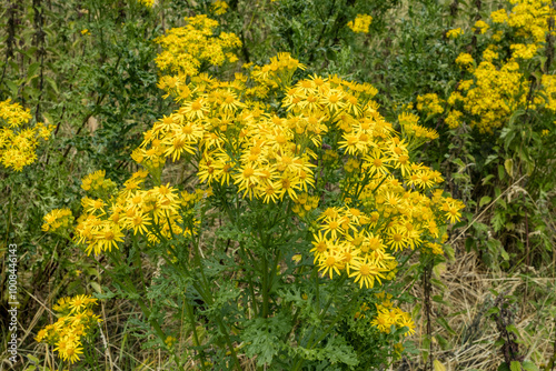 Yellow flowers of Common Ragwort (Jacobaea vulgaris Gaertn), tall plants growing on waste ground slope photo