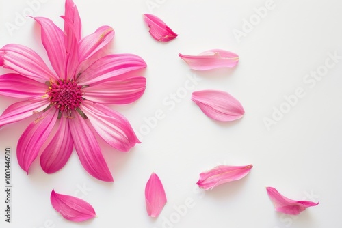 Vibrant pink gerbera daisy accompanied by delicate petals on a clean background, showcasing the beauty of floral photography and nature-inspired design.






