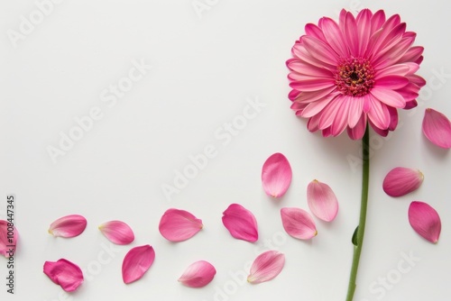 Vibrant pink gerbera daisy accompanied by delicate petals on a clean background, showcasing the beauty of floral photography and nature-inspired design.






