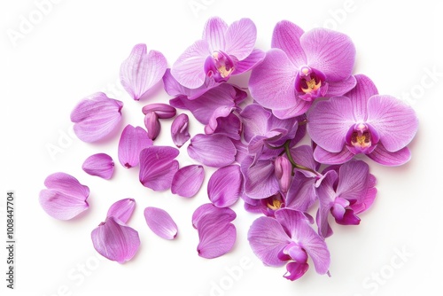Elegant arrangement of purple orchid flowers surrounded by delicate petals on a clean background, showcasing the beauty of floral photography and nature-inspired art.






