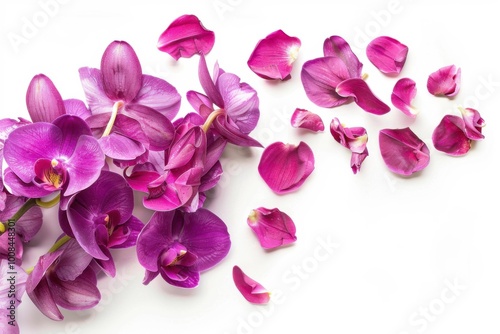 Elegant arrangement of purple orchid flowers surrounded by delicate petals on a clean background, showcasing the beauty of floral photography and nature-inspired art.






