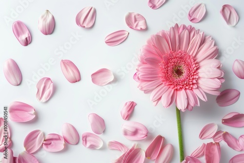 Beautiful pink gerbera daisy surrounded by delicate petals on a clean background, showcasing the charm of floral photography and nature-inspired beauty.






