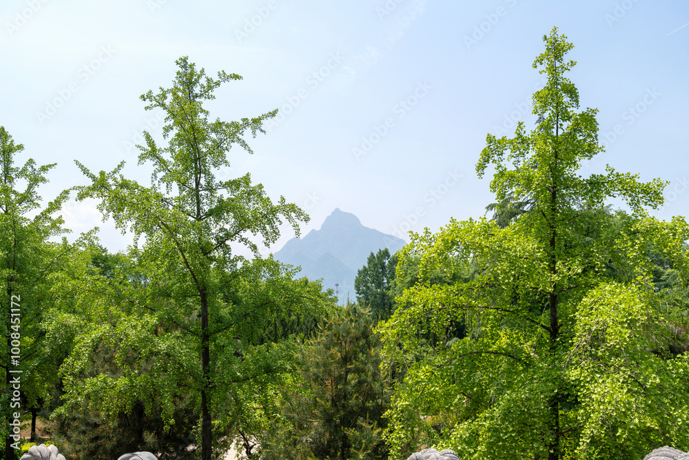 Obraz premium trees in the forest