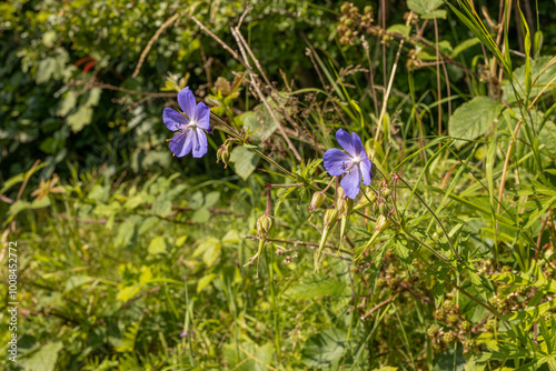 Meadow Cranesbill (Geranium prantense) blue flower with five petals wildflower with hairy stems growing in roadside verge photo