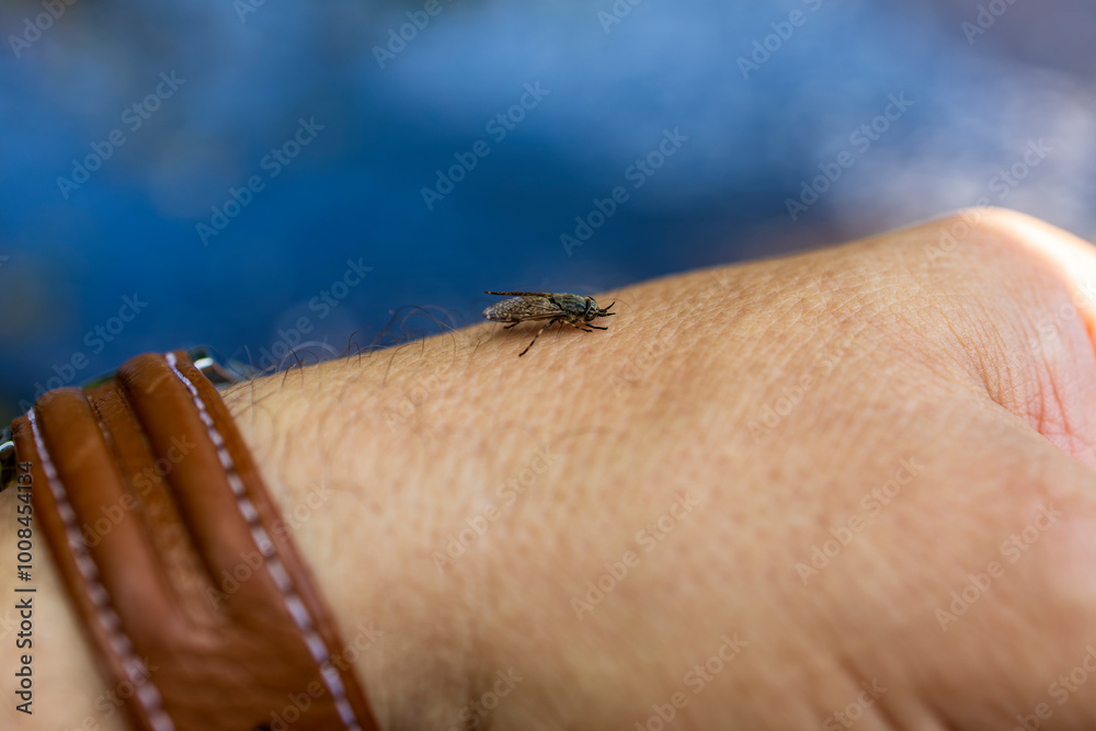 Obraz premium Female Common horse fly or Cleg fly (Haematopota pluvialis) biting and sucking blood from a human hand skin close-up