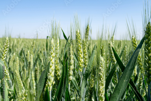 Wheat fields and mountains in spring in Xi'an, China