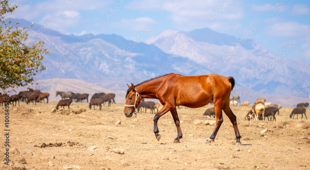 A herd of horses graze in the meadow in summer, eat grass, walk and frolic. Pregnant horses and foals, livestock breeding concept.