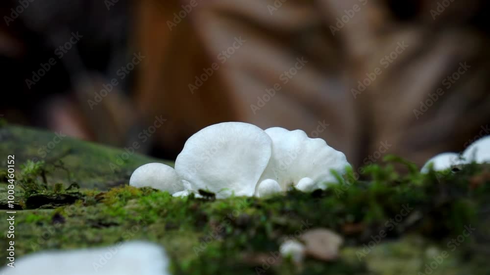 Pleurocybella porrigens (angel wing). Pleurocybella porrigens is a species of fungus in the family Phyllotopsidaceae Pleurocybella porrigens (angel wing). Pleurocybella porrigens is a species of fungus in the family Phyllotopsidaceae