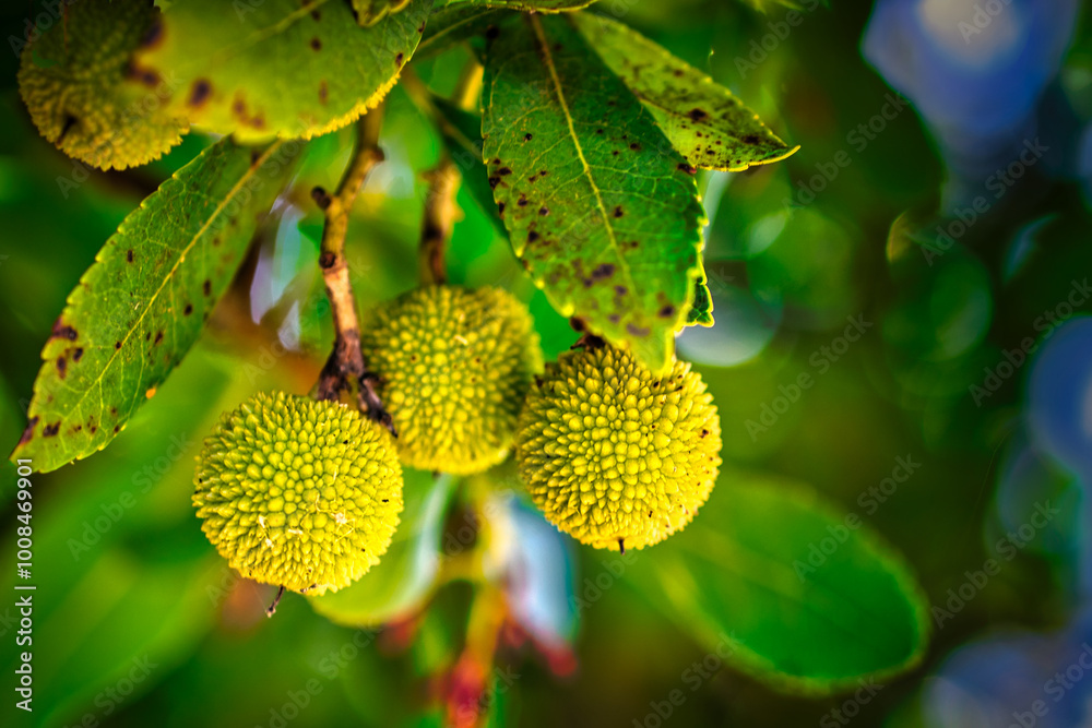 Branches, leaves and fruits of arbutus tree in early autumn. Branches, leaves and fruits of arbutus tree in early autumn.