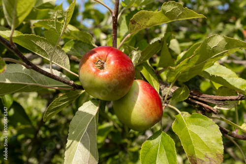 James Grieve dual purpose dessert or cooking apples with green base and red blush ripening on tree branch in garden