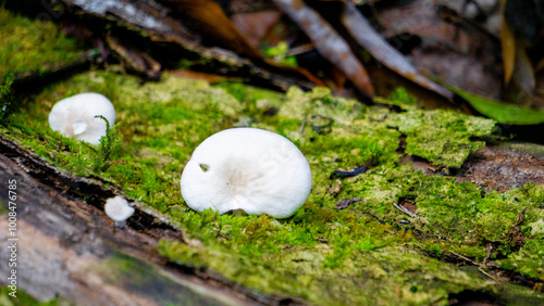 Pleurocybella porrigens (angel wing). Pleurocybella porrigens is a species of fungus in the family Phyllotopsidaceae photo