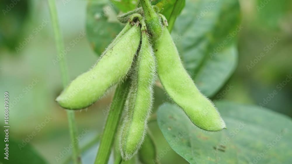Young green soybean pods on a soybean plantation.Soybean fields. Young green soybean pods on a soybean plantation.Soybean fields.