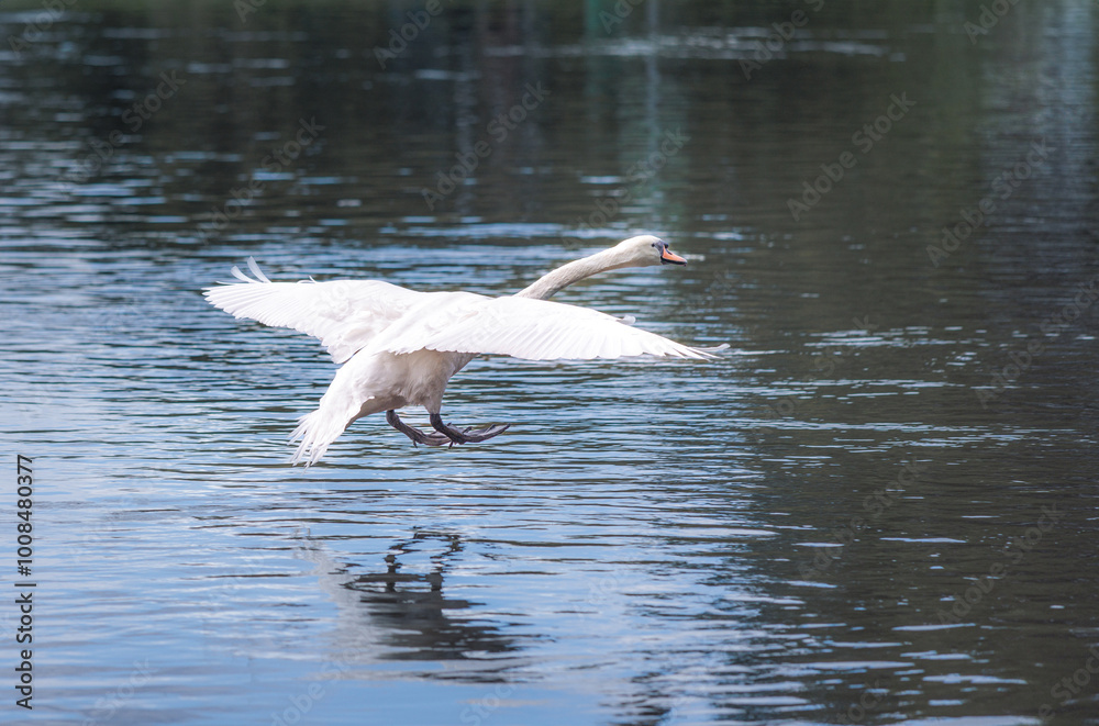 White Swans flying across the river thames, south england