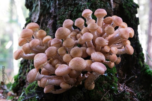 Edible forest mushroom - Armillaria mellea commonly known as honey fungus