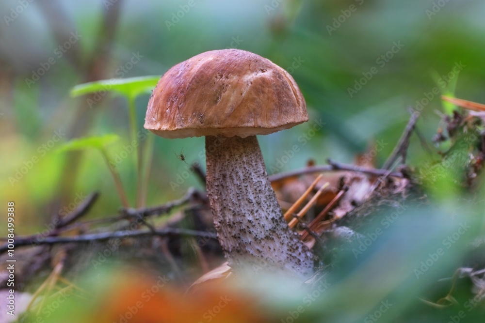 Fototapeta premium Young Leccinum griseum mushroom in forest