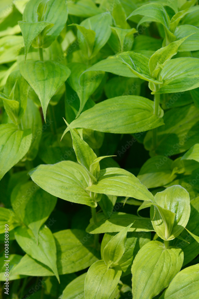 Hairy toad lily leaves Hairy toad lily leaves