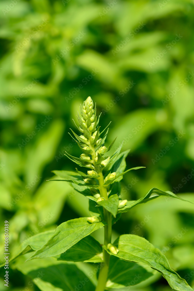 Obraz premium Straw foxglove flower buds